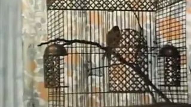 Classic celebrity sex tapes