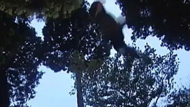 Japanese Erotic Woman Ninja